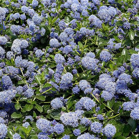 yankee point|yankee point ceanothus.